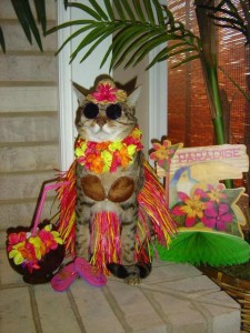 luau cat