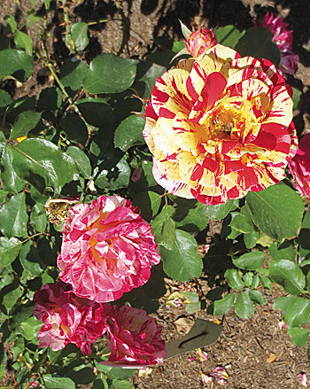Gorgia O'Keefe Rose RoseStory_GeorgiaOKeefe Rosy Couple Times Publishing Group Inc tpgonlinedaily.com