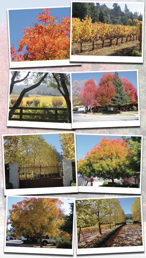 Fall-Picture-Essay Fall Times Publishing Group Inc tpgonlinedaily.com