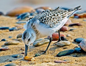 bird
