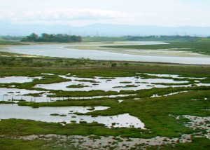 Elkhorn Slough