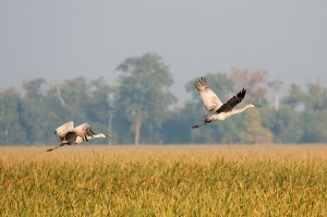 Sandhill Cranes