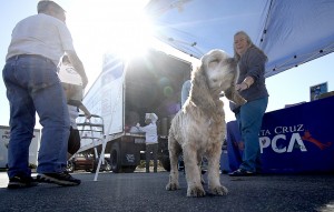 GoodwillDrivePhoto Animals Times Publishing Group Inc tpgonlinedaily.com