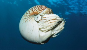 chambered-nautilus