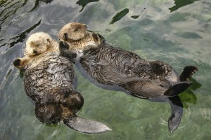 otters