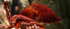 tentacles-giant-pacific-octopus