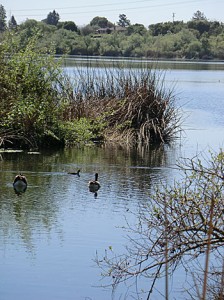 FriendParks_PintoLakeDucks Parks Improvements Times Publishing Group Inc tpgonlinedaily.com