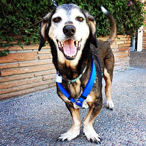 SPCA_AcornPOW Acorn Times Publishing Group Inc tpgonlinedaily.com