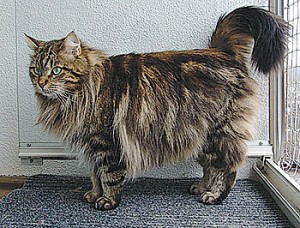 WIP_siberianlh Annoyances Times Publishing Group Inc tpgonlinedaily.com