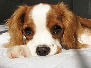 PetPot_Cute-puppy Health Tips Times Publishing Group Inc tpgonlinedaily.com