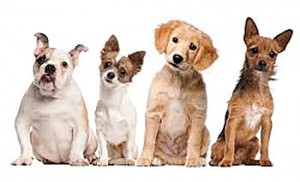 POTW_Puppies Team Up Times Publishing Group Inc tpgonlinedaily.com