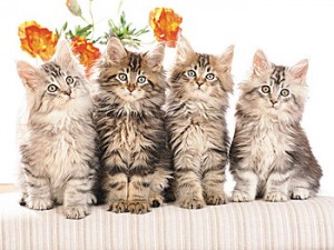 POTW_cute-cats Team Up Times Publishing Group Inc tpgonlinedaily.com