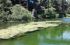 VillageCorner_Algae-blooming bright green stuff Times Publishing Group Inc tpgonlinedaily.com