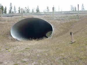 Typical Wildlife Crossing