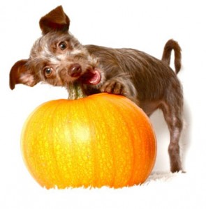 PupW_PumpkinWeb