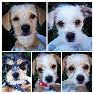 POTW_Five-Scottish-Terriers Terriers Times Publishing Group Inc tpgonlinedaily.com