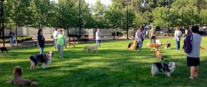 One Days Garbage   Dog Park Reopens