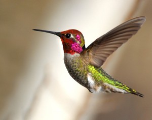 AnnasHummingbirdPH1 Hummingbird Days Times Publishing Group Inc tpgonlinedaily.com