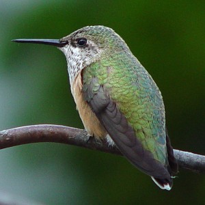 Ruby Hummingbird-Female Hummingbird Days Times Publishing Group Inc tpgonlinedaily.com