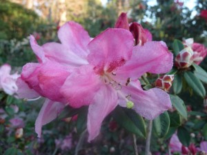 The Bob Scott Maddenii Series hybrid Scott’s Valentine. Rhododendron Times Publishing Group Inc tpgonlinedaily.com