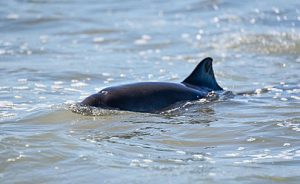 Save-Porpoise-01 Surfing Instructor Times Publishing Group Inc tpgonlinedaily.com