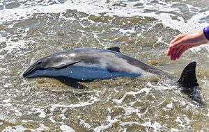 Save-Porpoise-02 Surfing Instructor Times Publishing Group Inc tpgonlinedaily.com