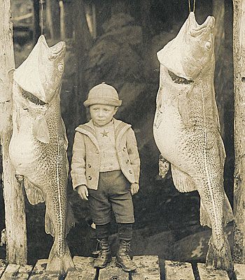 Evolution_Newfoundland-Cod-1901 Big Fish Times Publishing Group Inc tpgonlinedaily.com