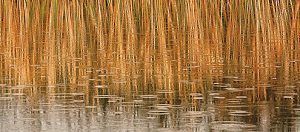 OpenStudios_204RetiIrene-large Open Studios Times Publishing Group Inc tpgonlinedaily.com