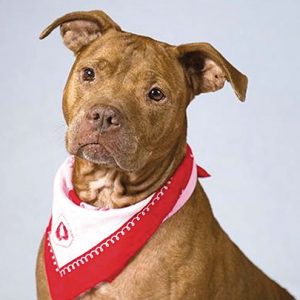 POTW_Angel Angel Times Publishing Group Inc tpgonlinedaily.com