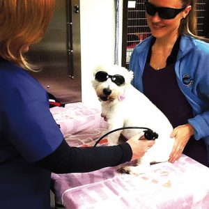 PetPot_AngieLTS-clr Laser Therapy Times Publishing Group Inc tpgonlinedaily.com