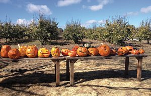 PumpkinPatch_Pumpkins Pumpkin Patch Times Publishing Group Inc tpgonlinedaily.com