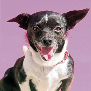 POTW_Lady-Bug Love Bug Times Publishing Group Inc tpgonlinedaily.com