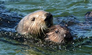 WWW_otters Watsonville Wetlands Watch Times Publishing Group Inc tpgonlinedaily.com