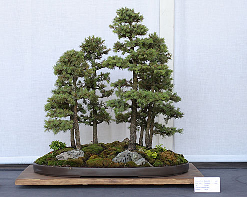 BonsaiShow_Black_Hills_Spruce_bonsai_forest_planting,_July_13,_2008 Bonsai Show Times Publishing Group Inc tpgonlinedaily.com